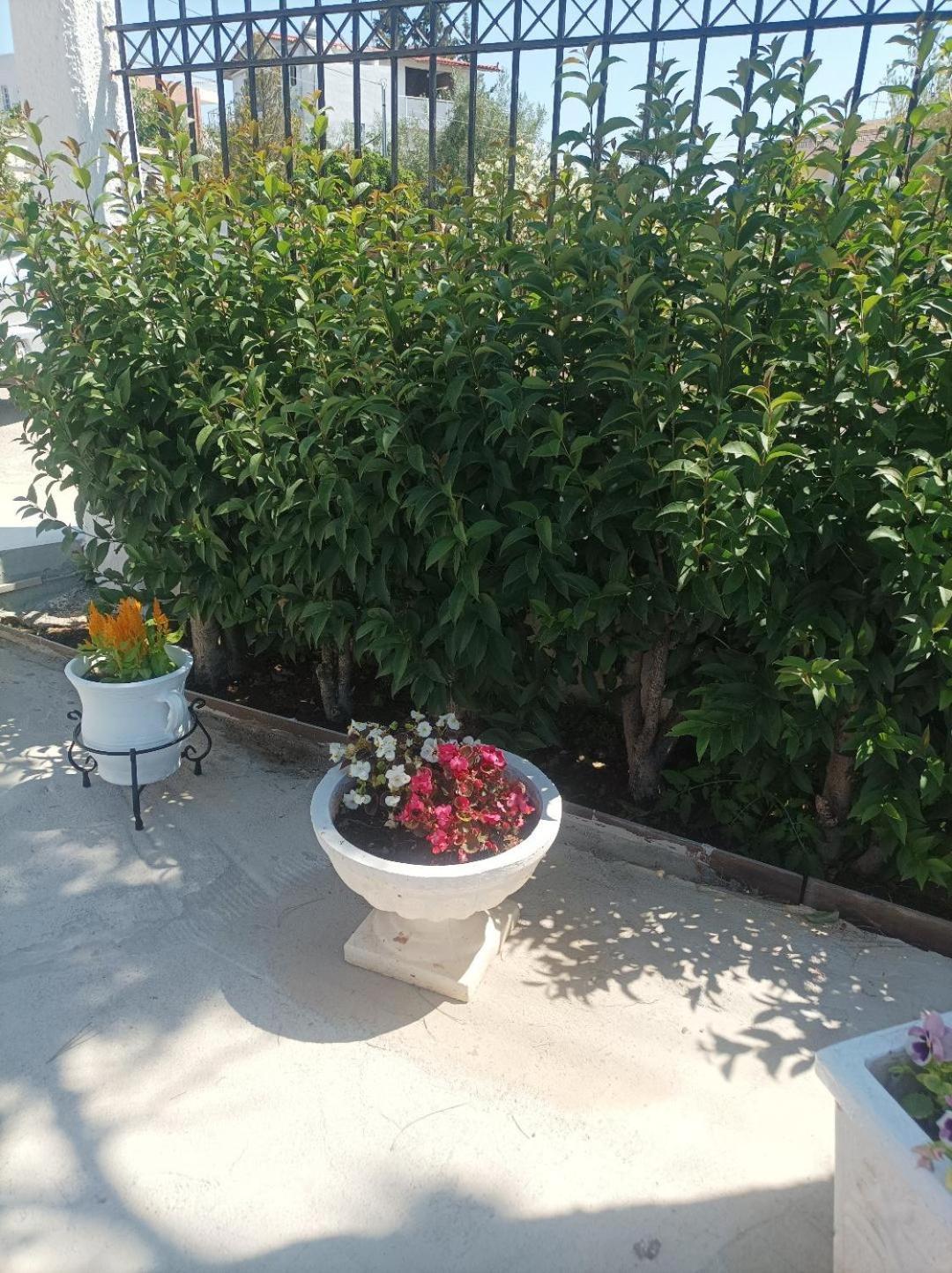 Selinia Selene House 빌라 외부 사진